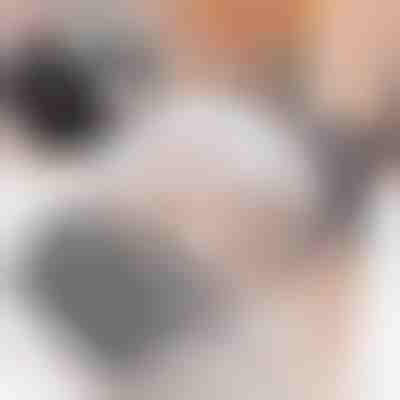 Βούρτσα περιποίησης γάτας (2τμχ) | PURRCORNER